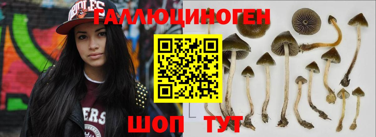 Псилоцибиновые грибы Cubensis Вятские Поляны